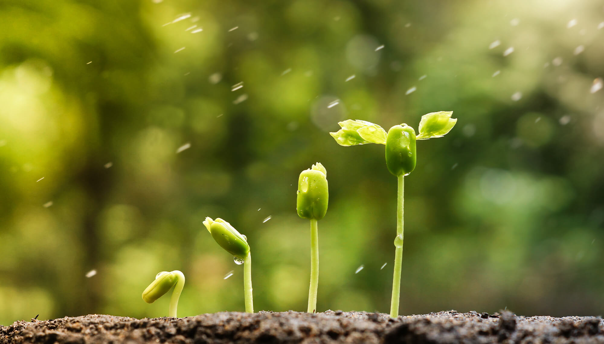 Plantas verdes exuberantes